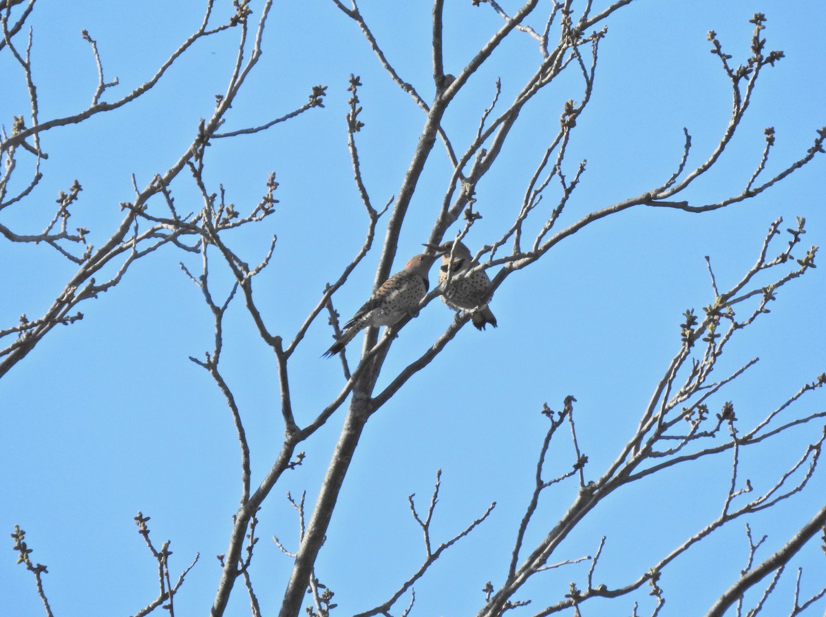 Northern Flicker - ML567708751