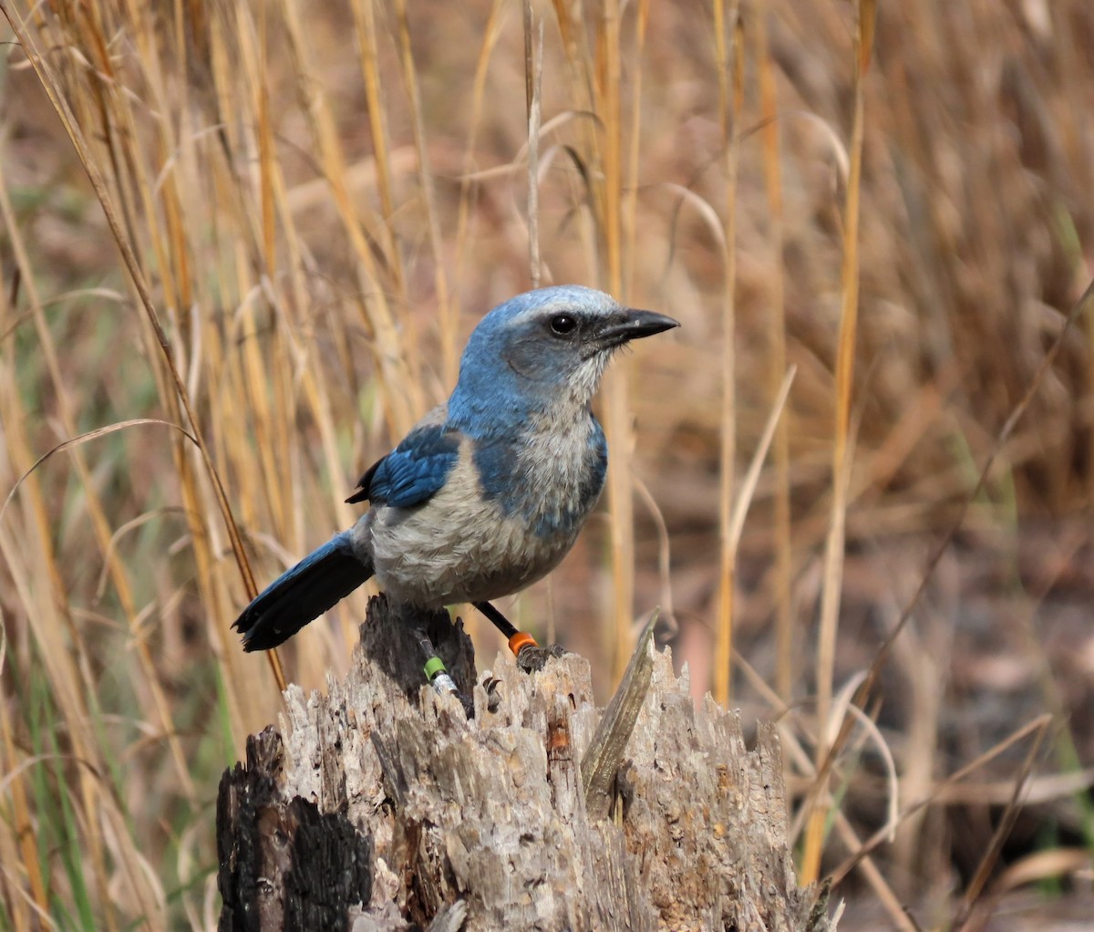 Florida Scrub-Jay - ML567709531