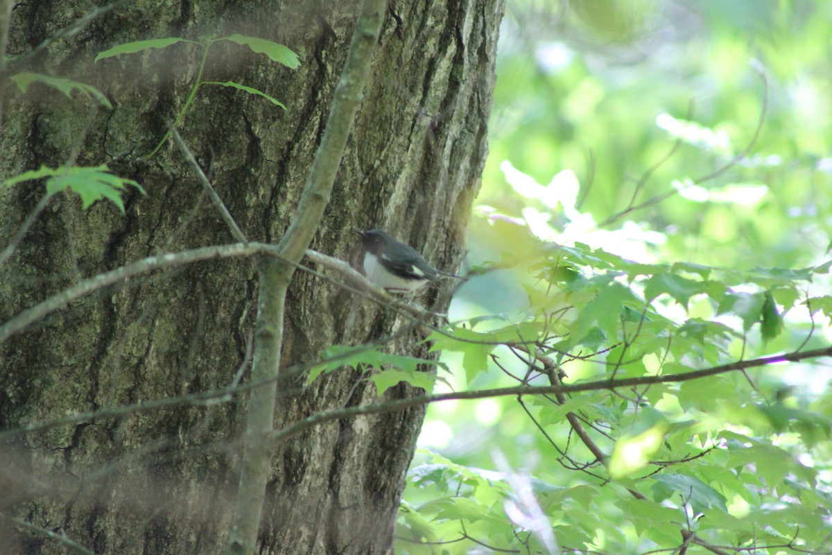 Black-throated Blue Warbler - ML567709671