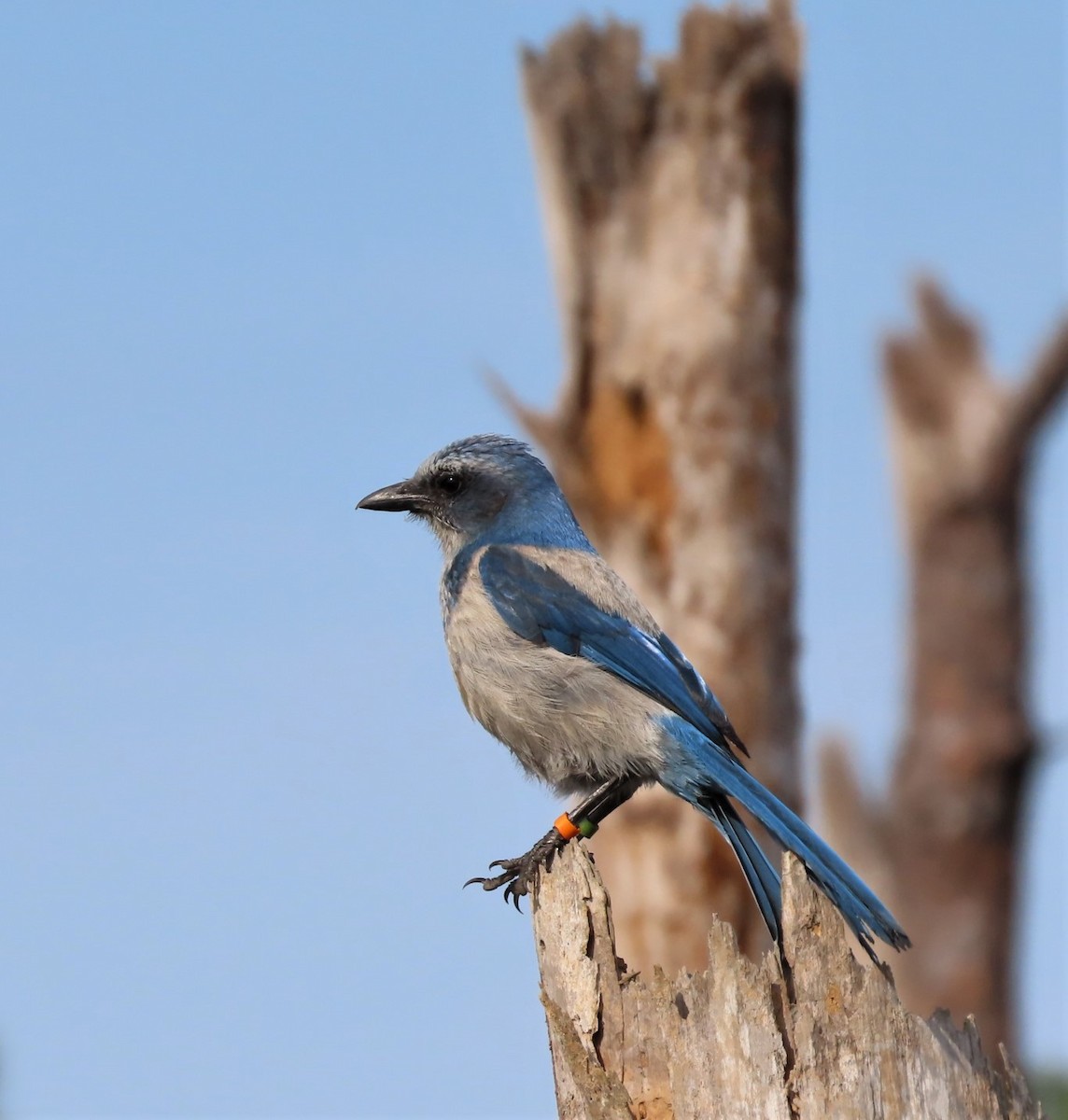 Florida Scrub-Jay - ML567709681