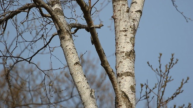 Eurasian Treecreeper - ML567710501