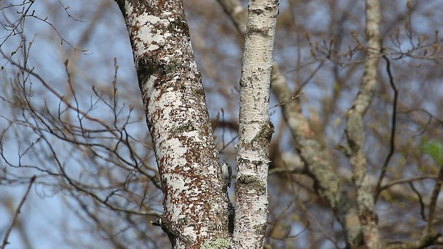 Eurasian Treecreeper - ML567710531