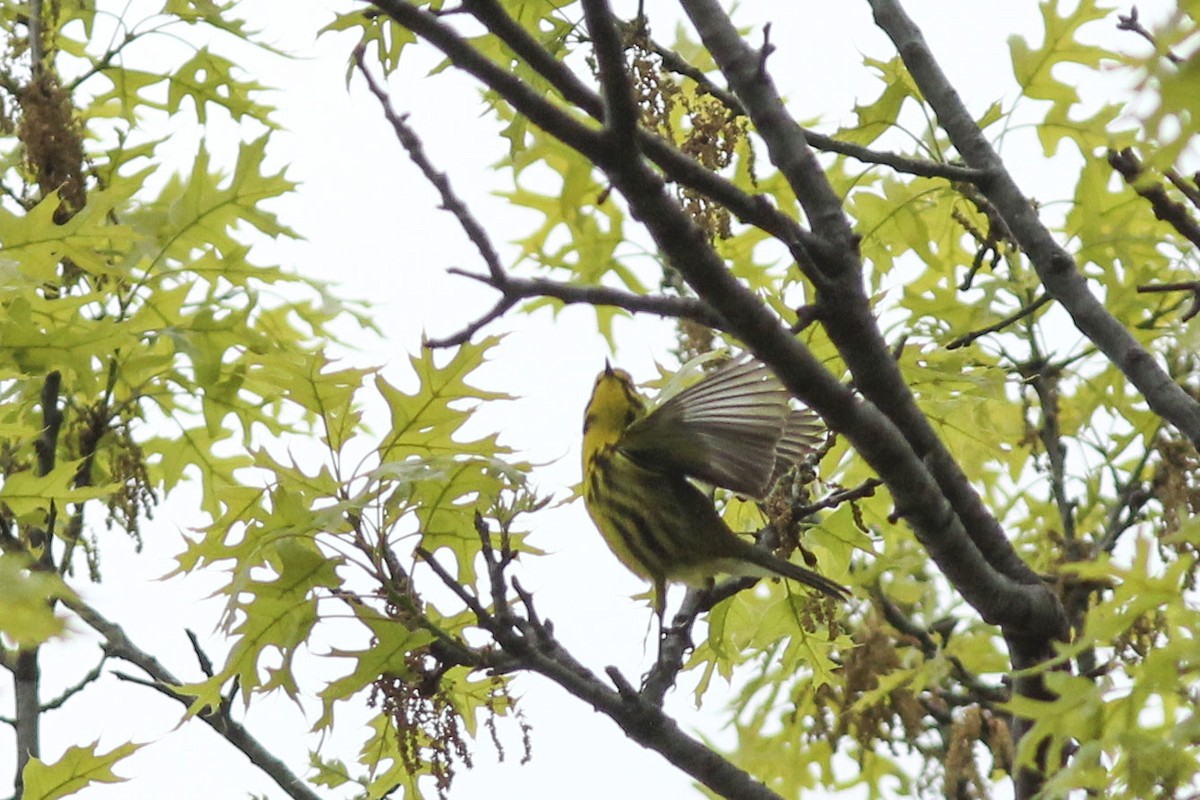 Prairie Warbler - ML567711311
