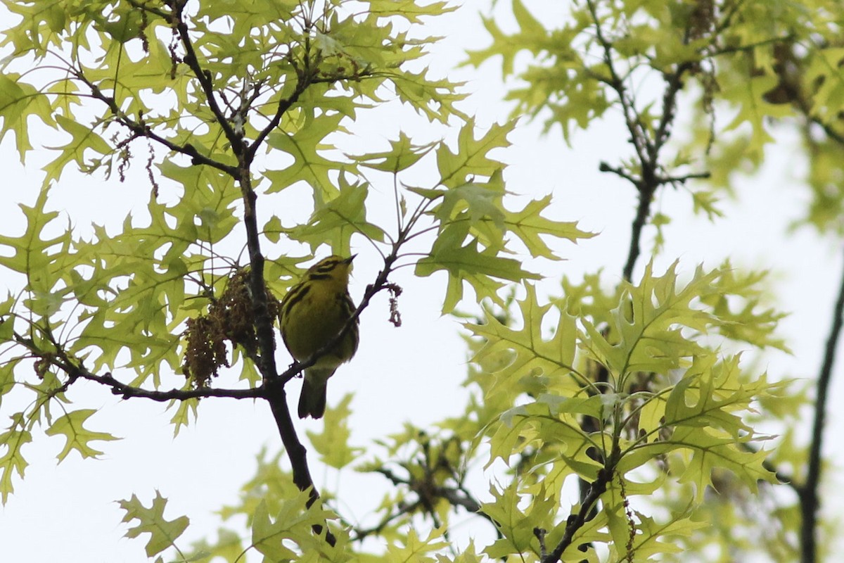 Prairie Warbler - ML567711321