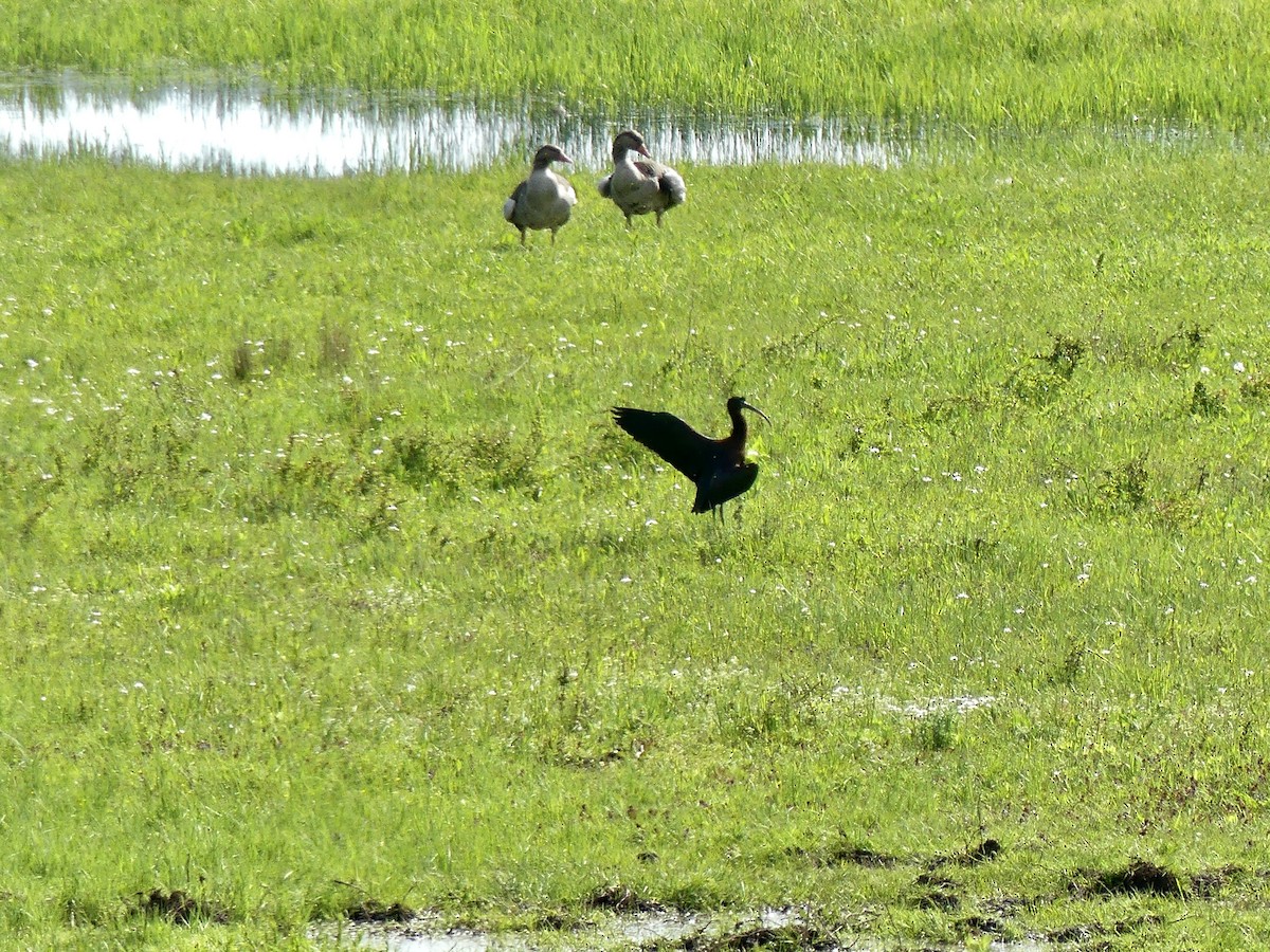 Ibis falcinelle - ML567711871