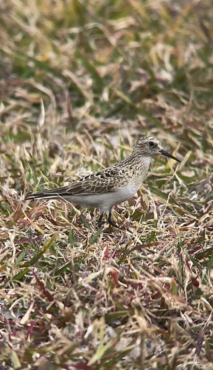 Baird's Sandpiper - ML567712401