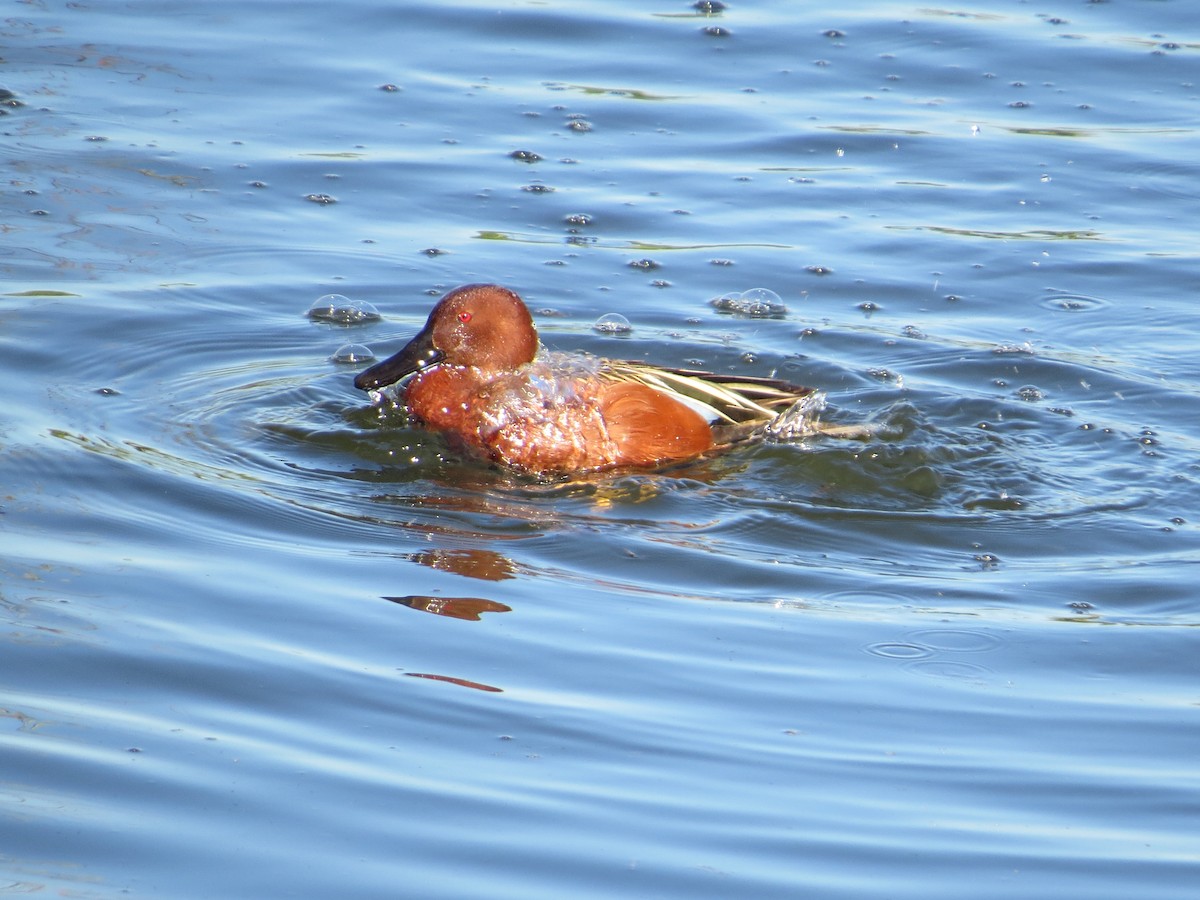 Cinnamon Teal - ML56771291