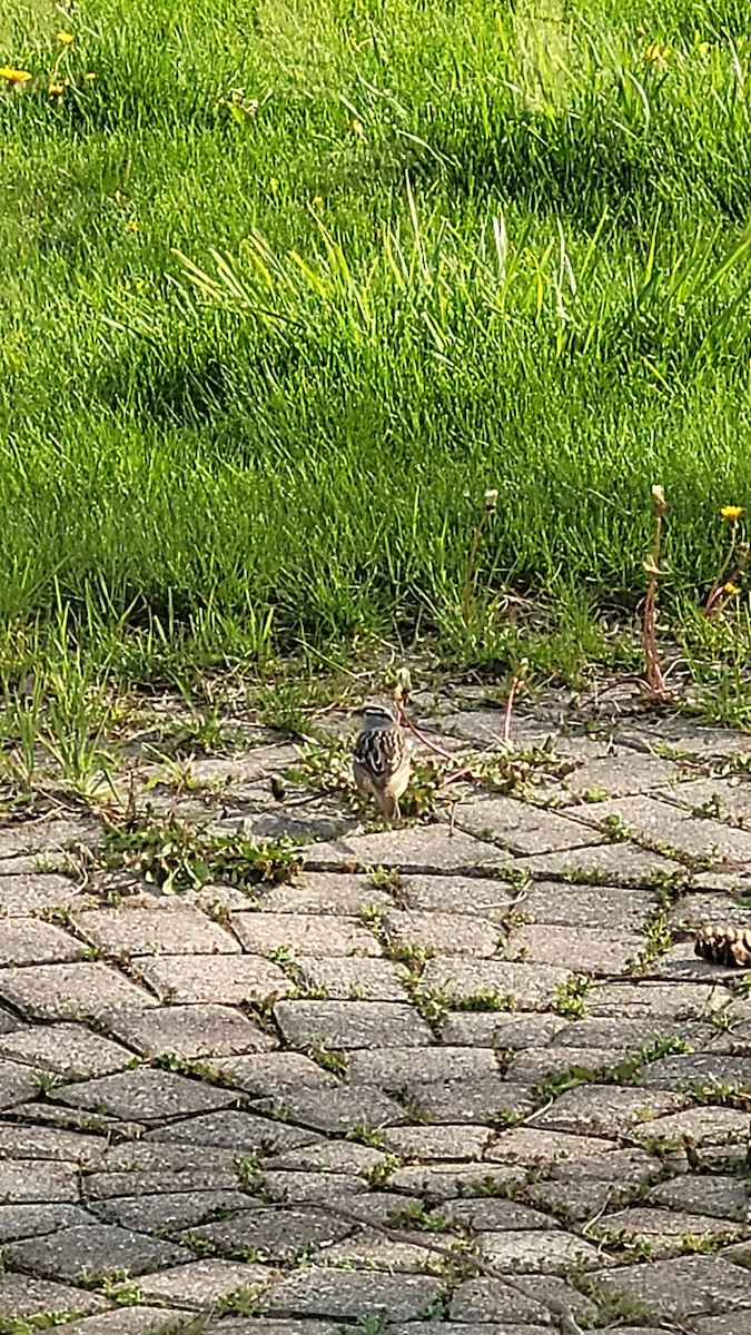 White-crowned Sparrow - ML567713061