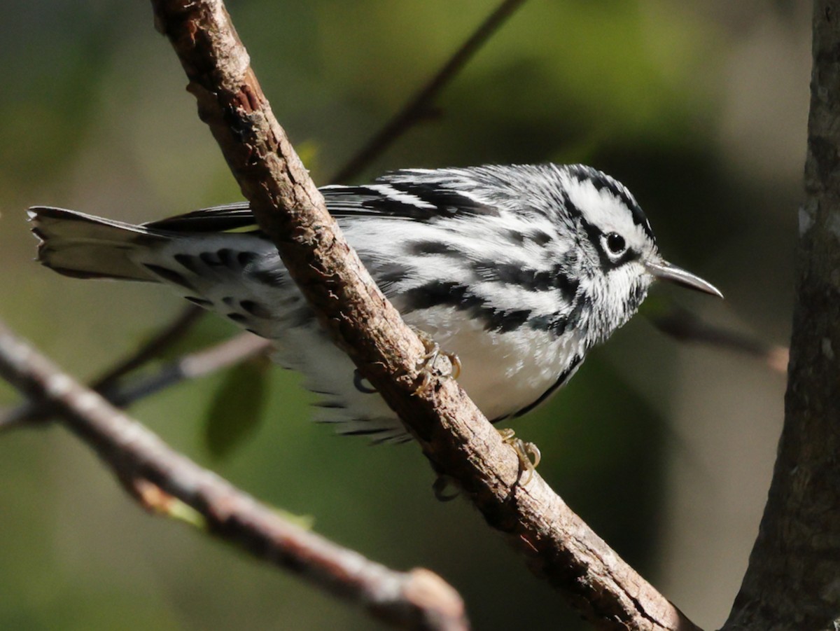 Black-and-white Warbler - ML567713721