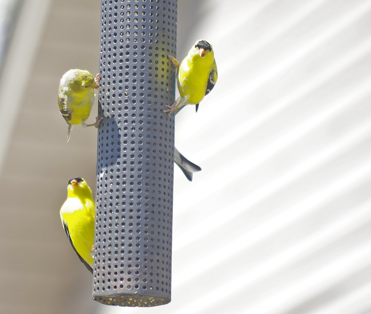 American Goldfinch - ML567714831