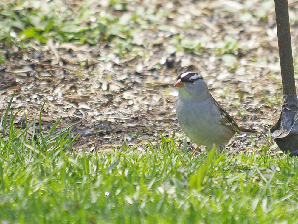 White-crowned Sparrow - ML567715181