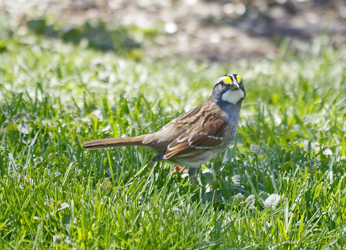 White-throated Sparrow - ML567715351