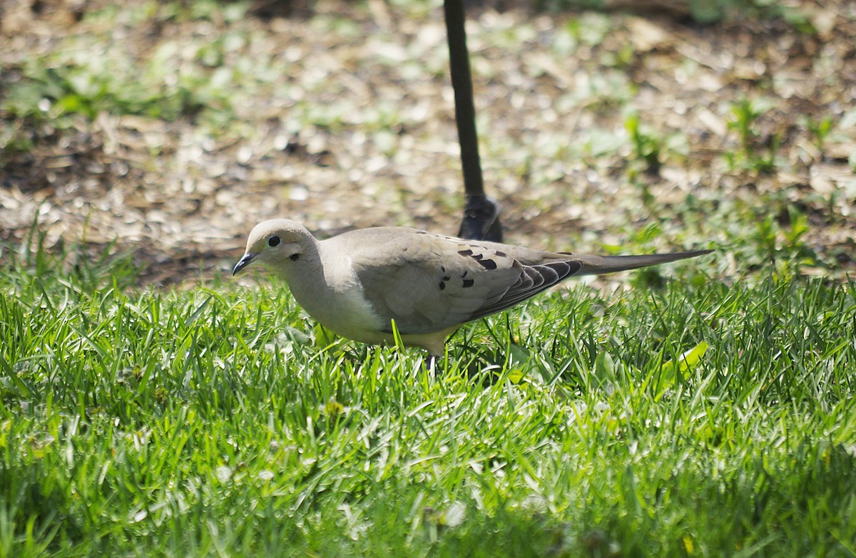 Mourning Dove - ML567715541
