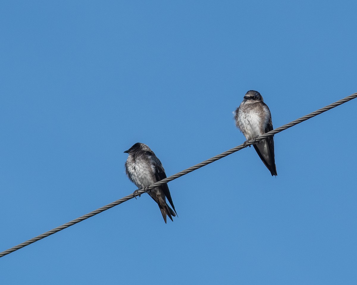 Purple Martin - Rick Brown