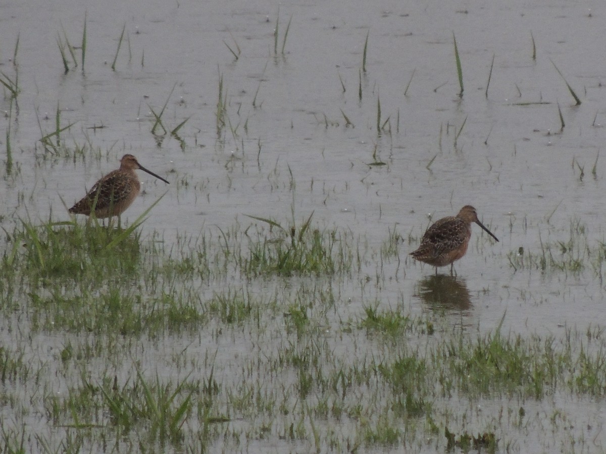 Long-billed Dowitcher - ML56771591