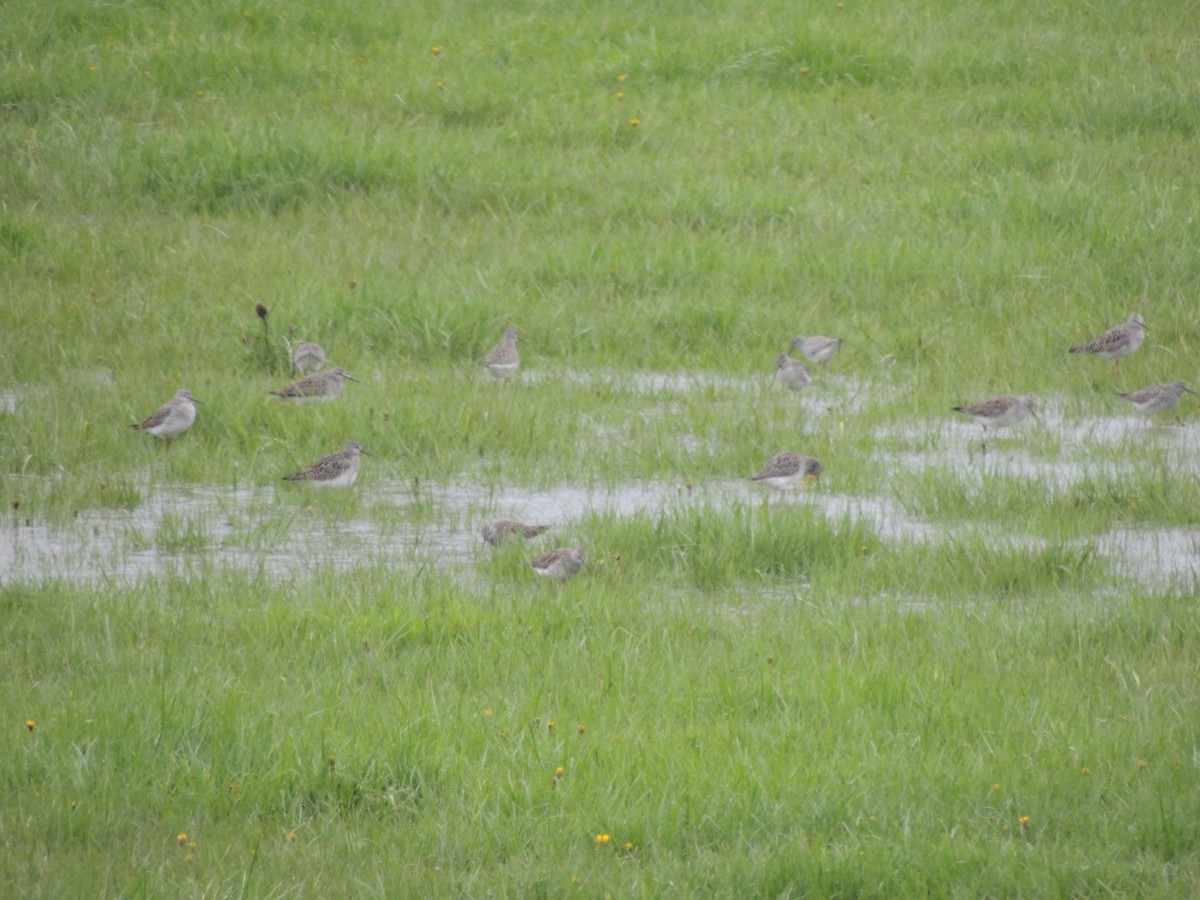 Lesser Yellowlegs - ML56771611