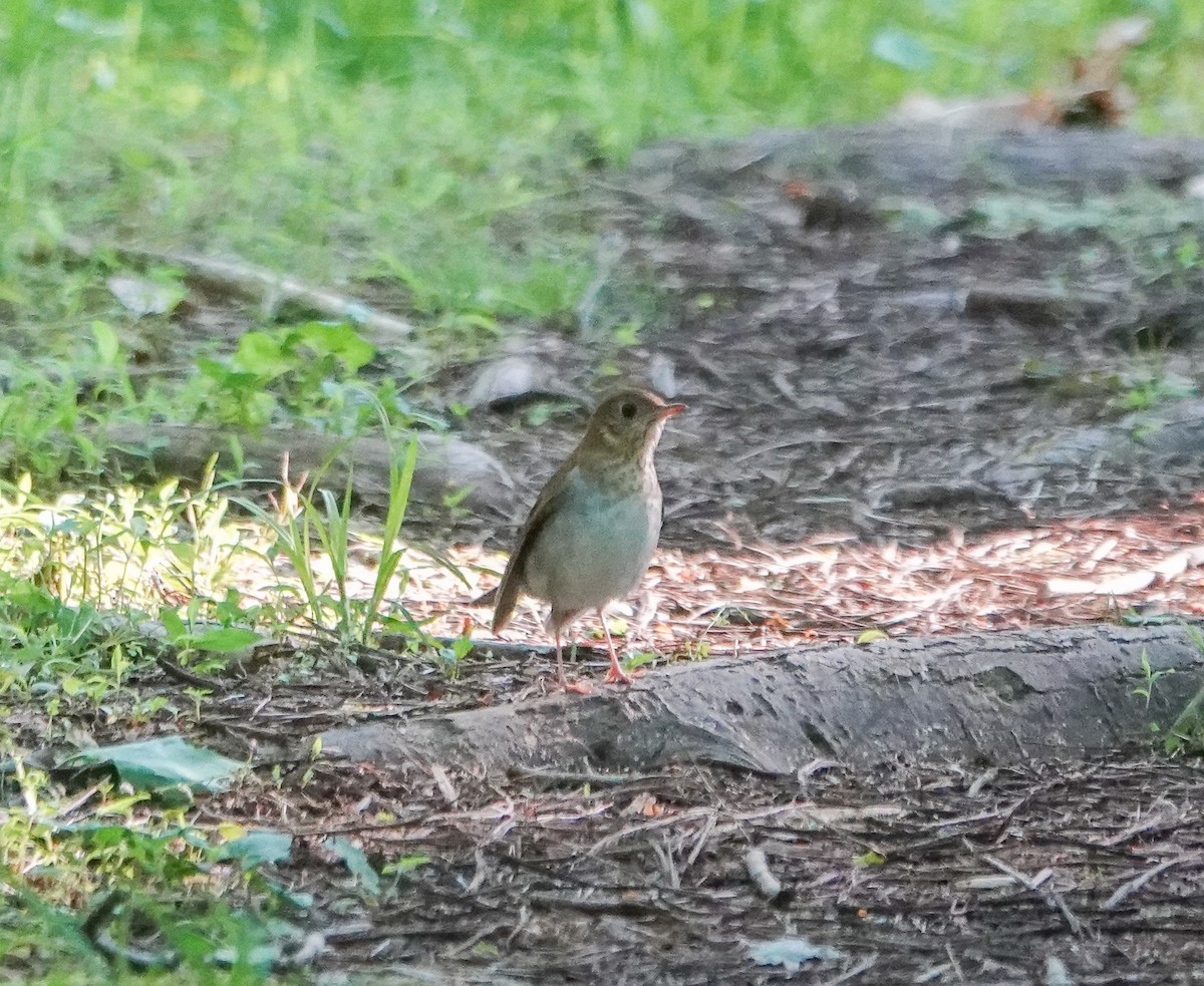 Veery - ML567716341
