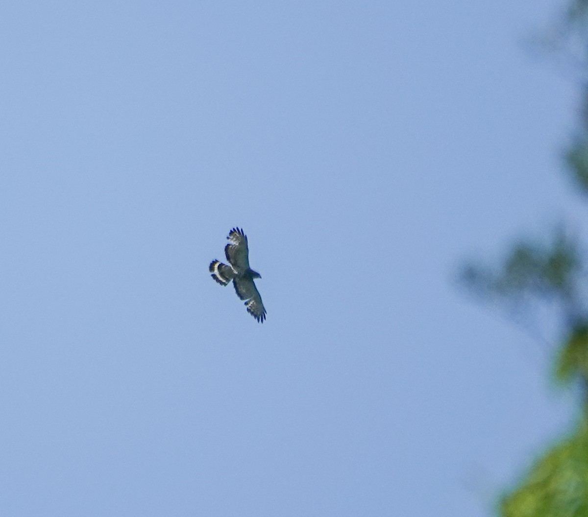 Broad-winged Hawk - ML567716741
