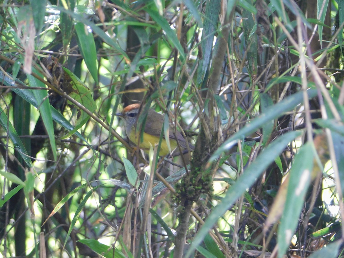 Mountain Tailorbird - ML567717001