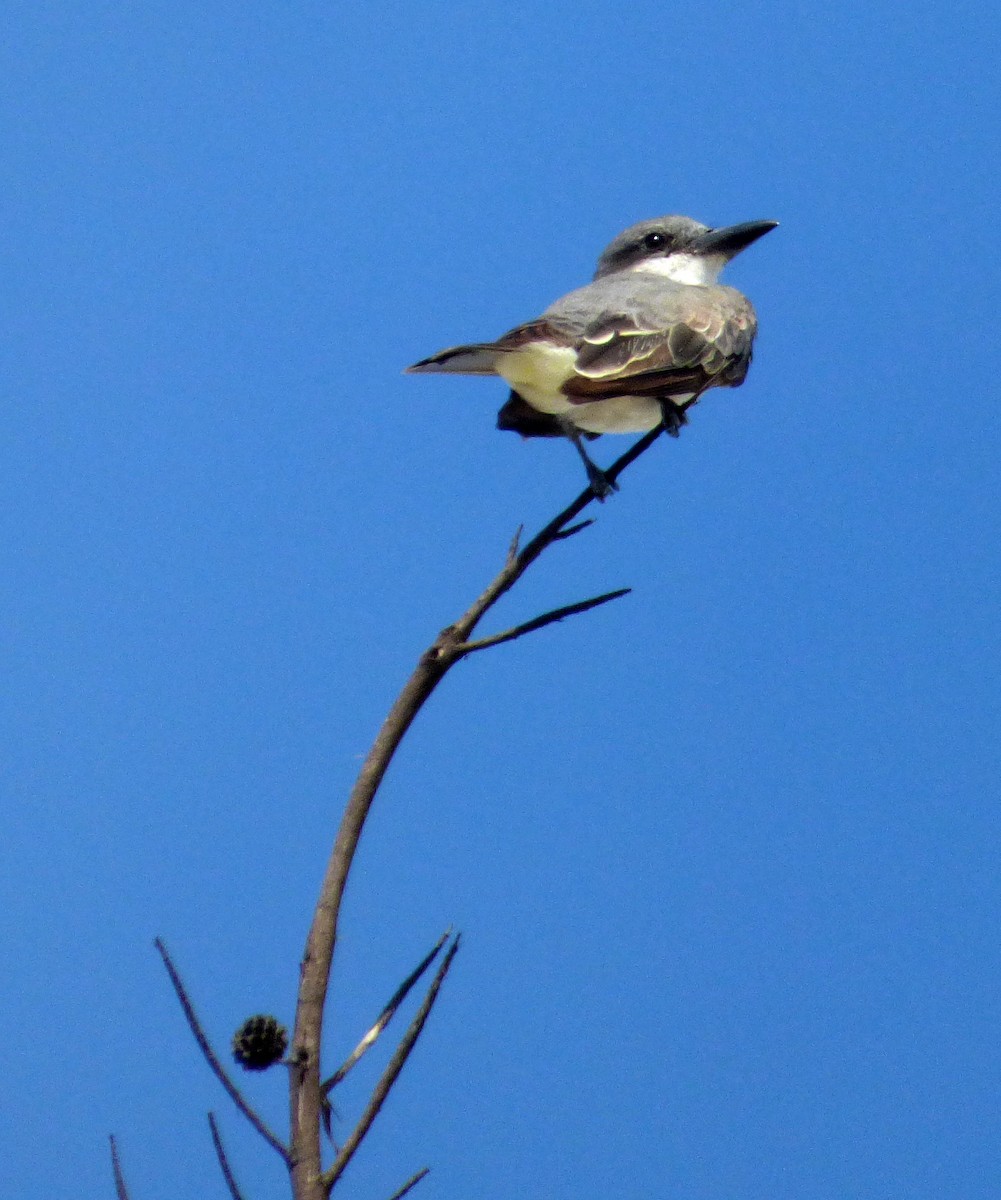 Gray Kingbird - ML567717061