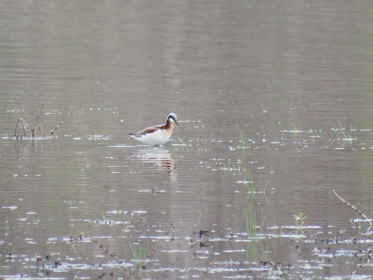 Wilson's Phalarope - Joe Hoelscher