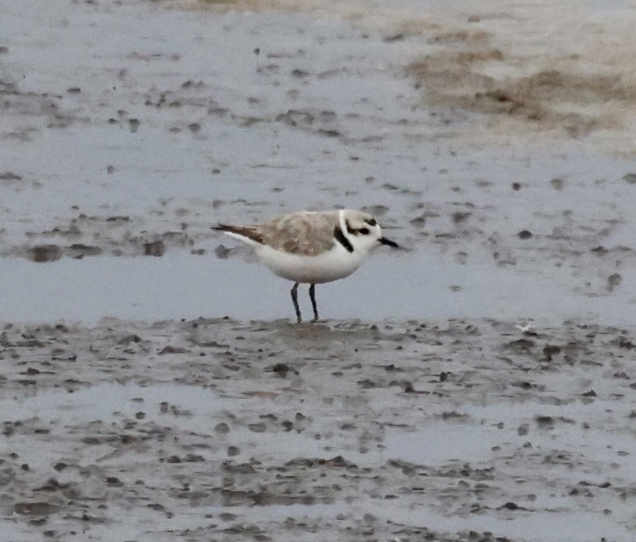 Snowy Plover - Cheryl Rosenfeld