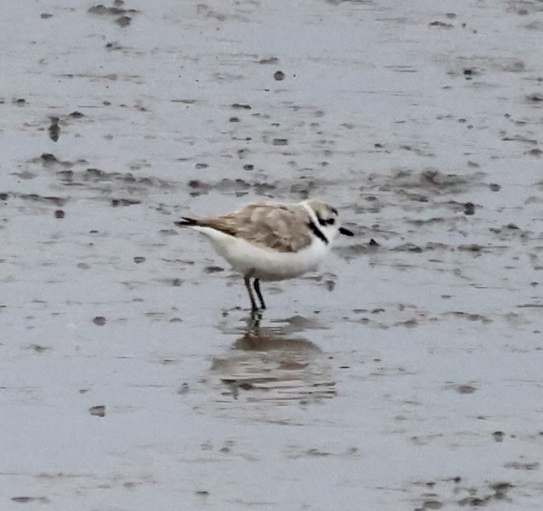 Snowy Plover - Cheryl Rosenfeld