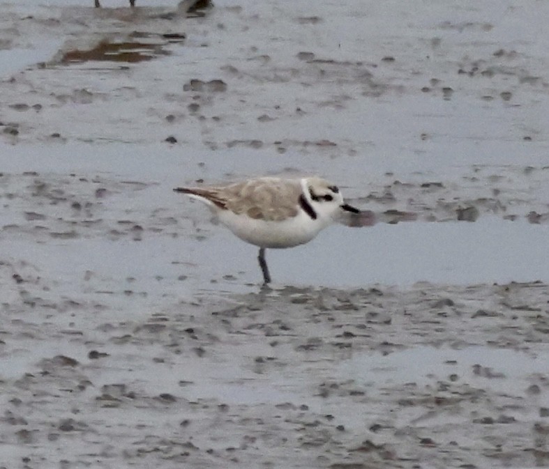 Snowy Plover - Cheryl Rosenfeld