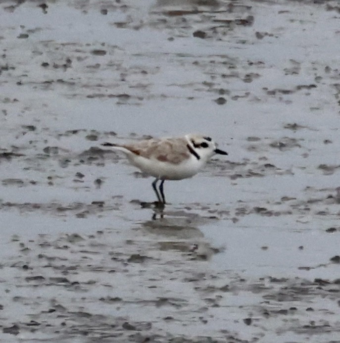 Snowy Plover - Cheryl Rosenfeld