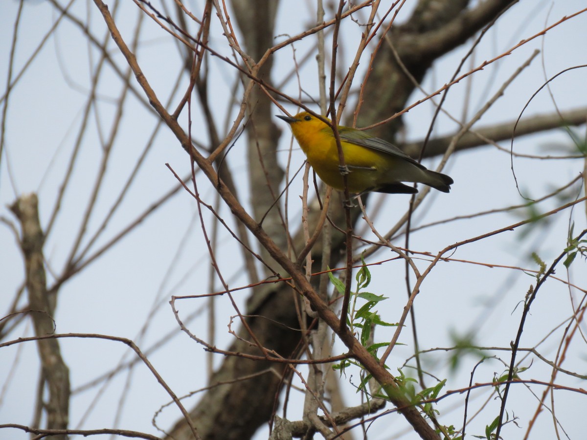 Prothonotary Warbler - Joe Hoelscher