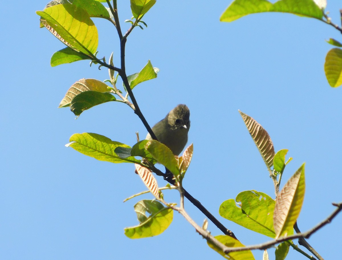 Yellow-browed Tit - ML567718601