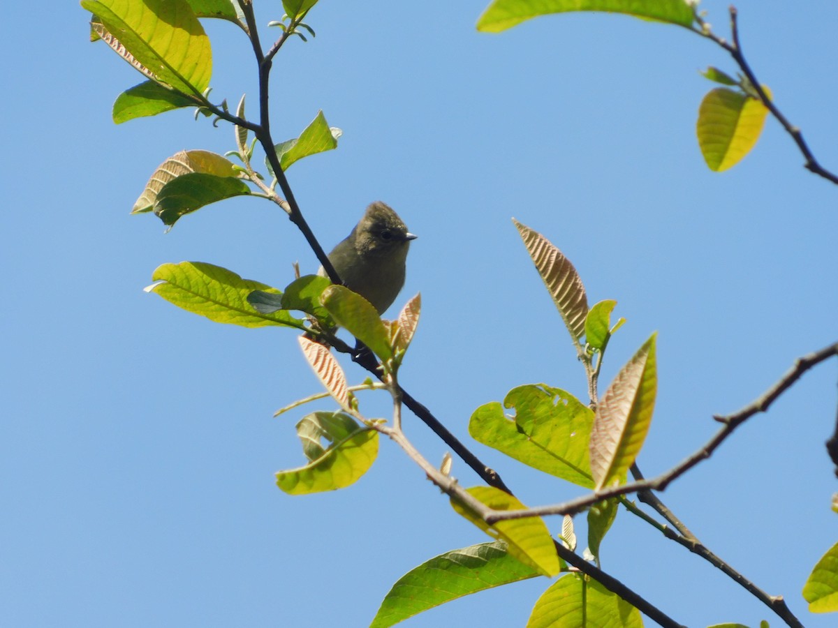 Yellow-browed Tit - ML567718611