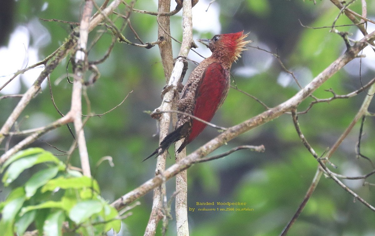 Banded Woodpecker - ML567718991