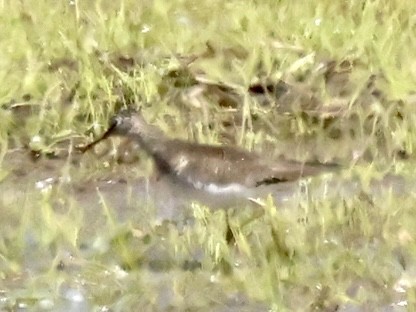 Spotted Sandpiper - ML567719201