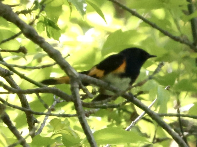 American Redstart - ML567719291