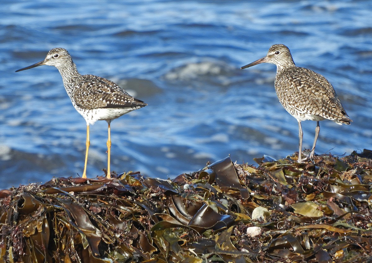 Willet (Eastern) - ML567719301