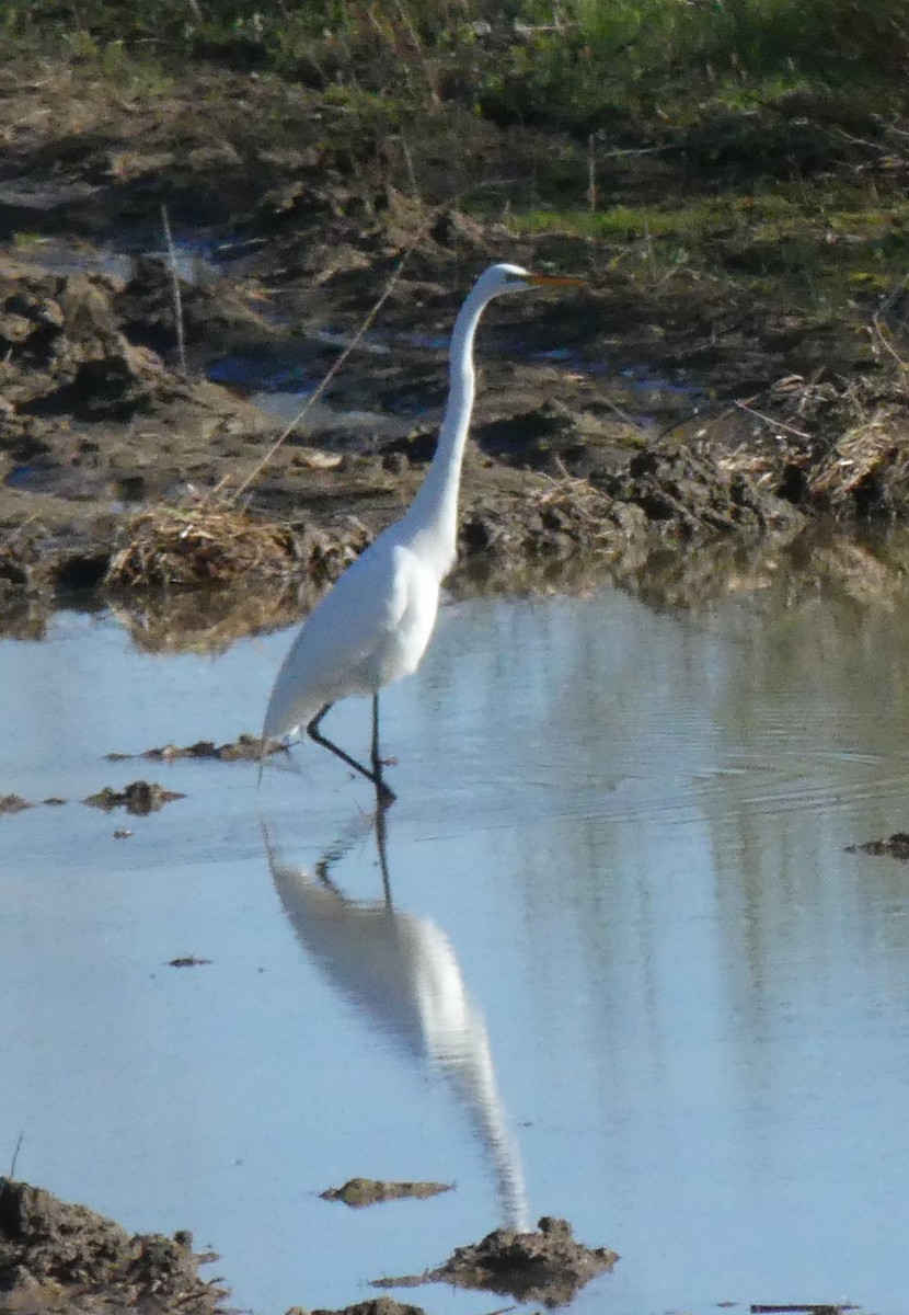 Great Egret - ML567719791