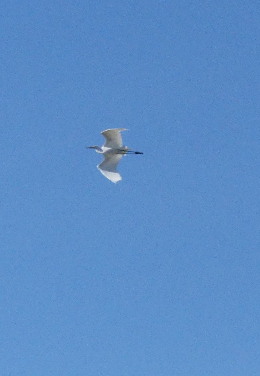 Great Egret - ML567719801