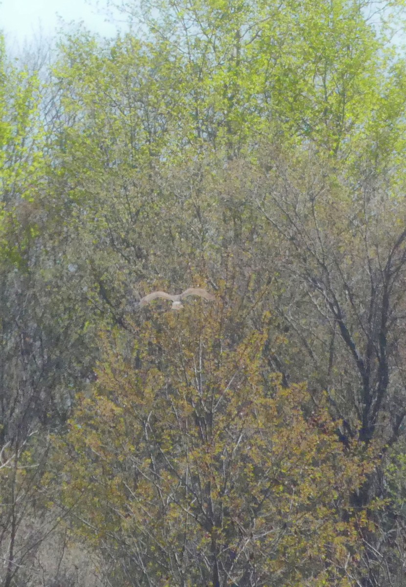 Northern Harrier - ML567719871