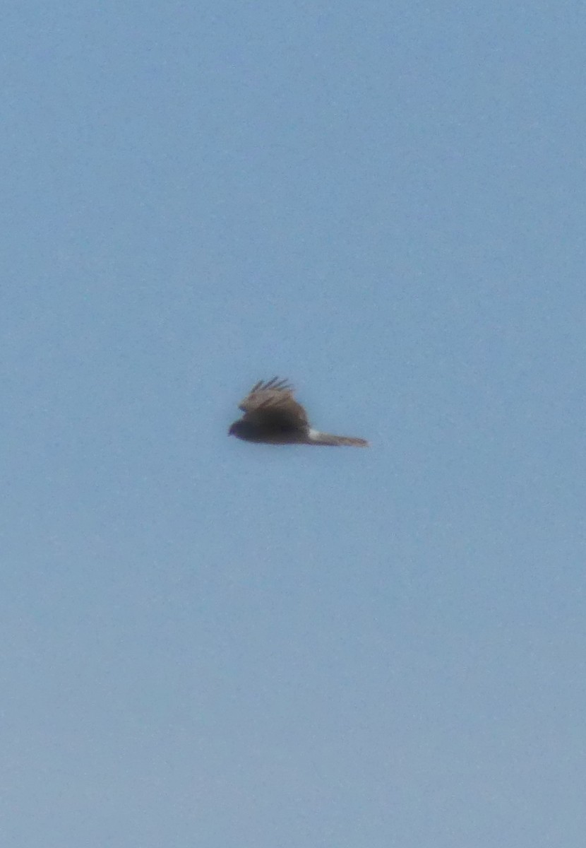 moták severoamerický - ML567719881