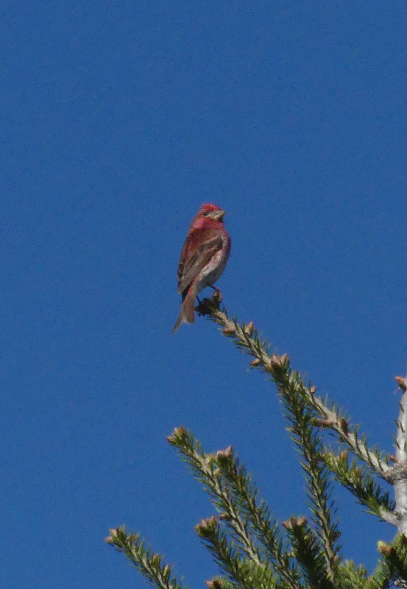 Purple Finch - ML567720501