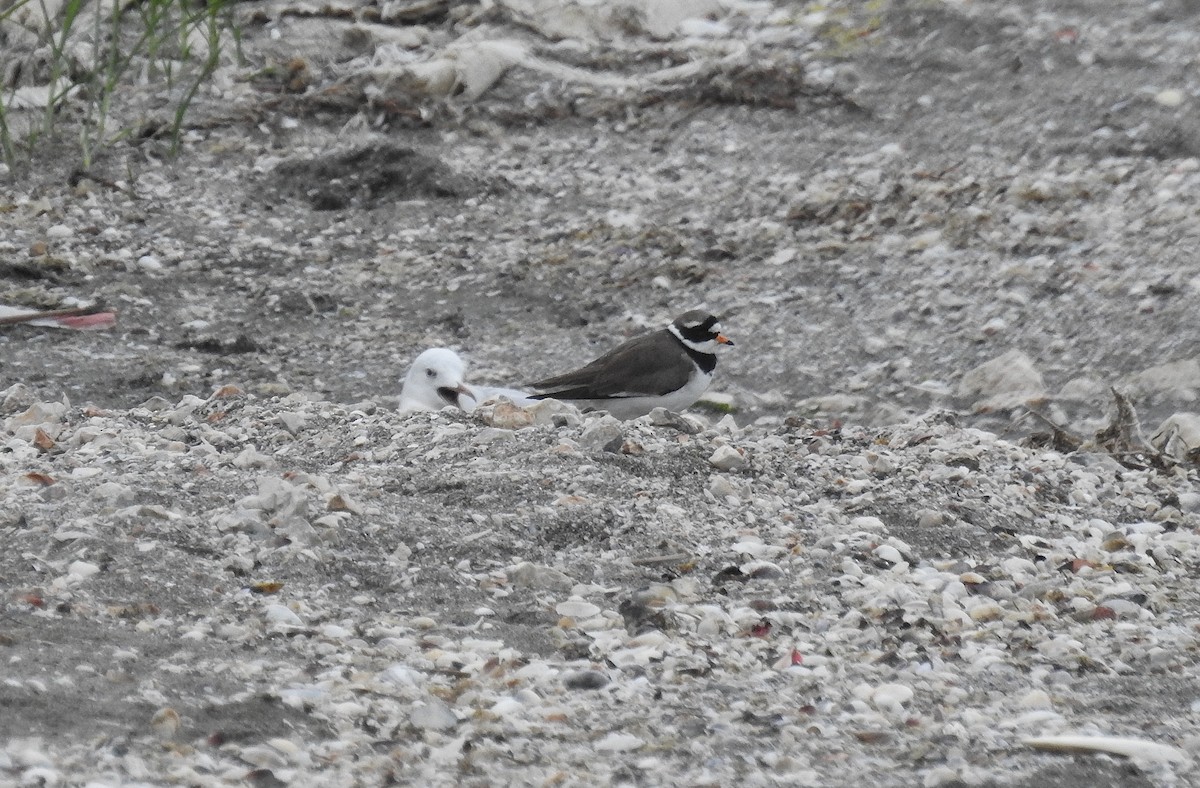 Common Ringed Plover - ML567720621