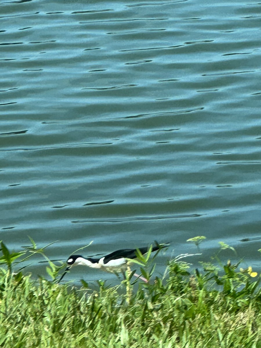 pisila černokrká - ML567721291