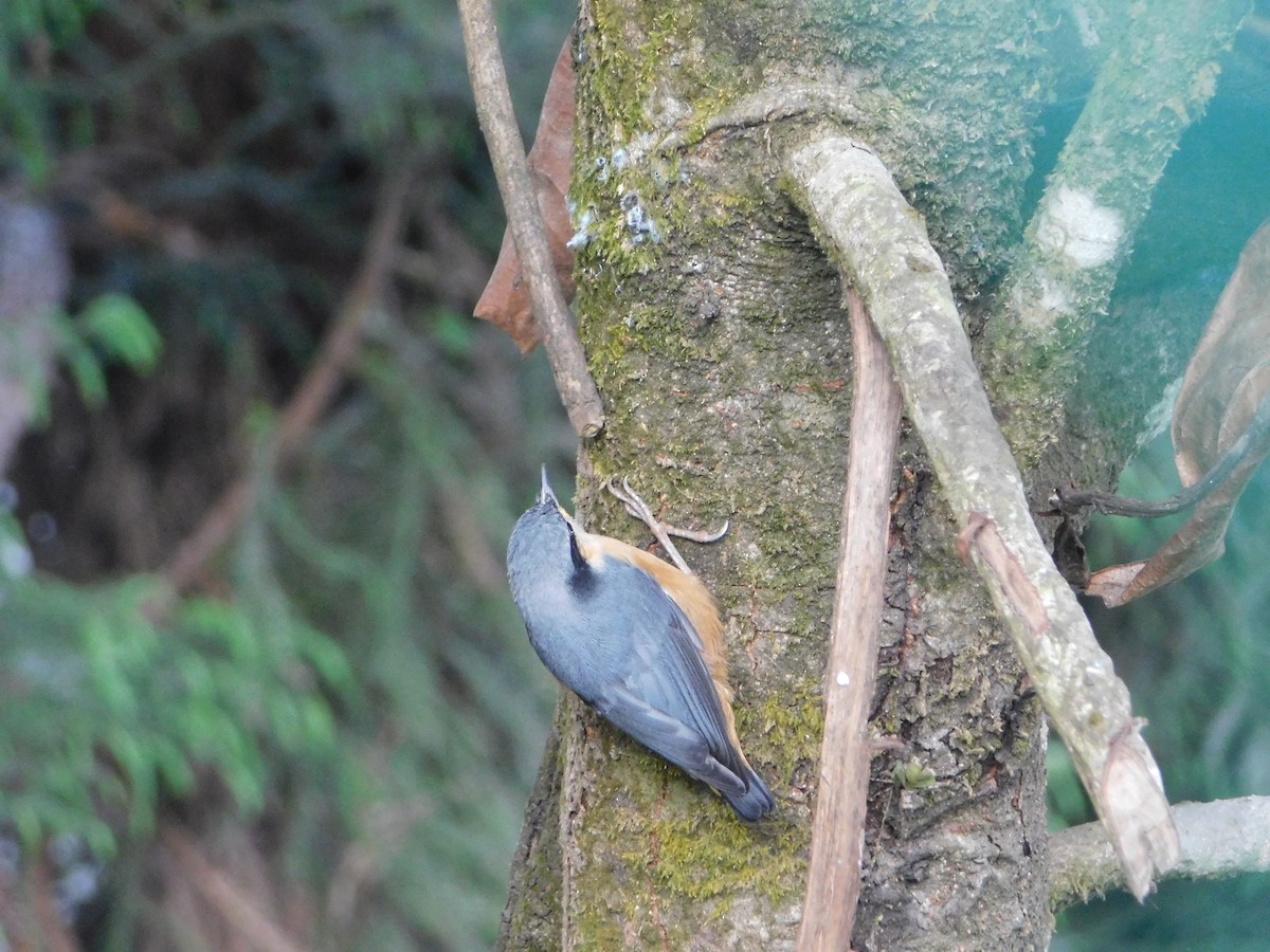 White-tailed Nuthatch - ML567721791