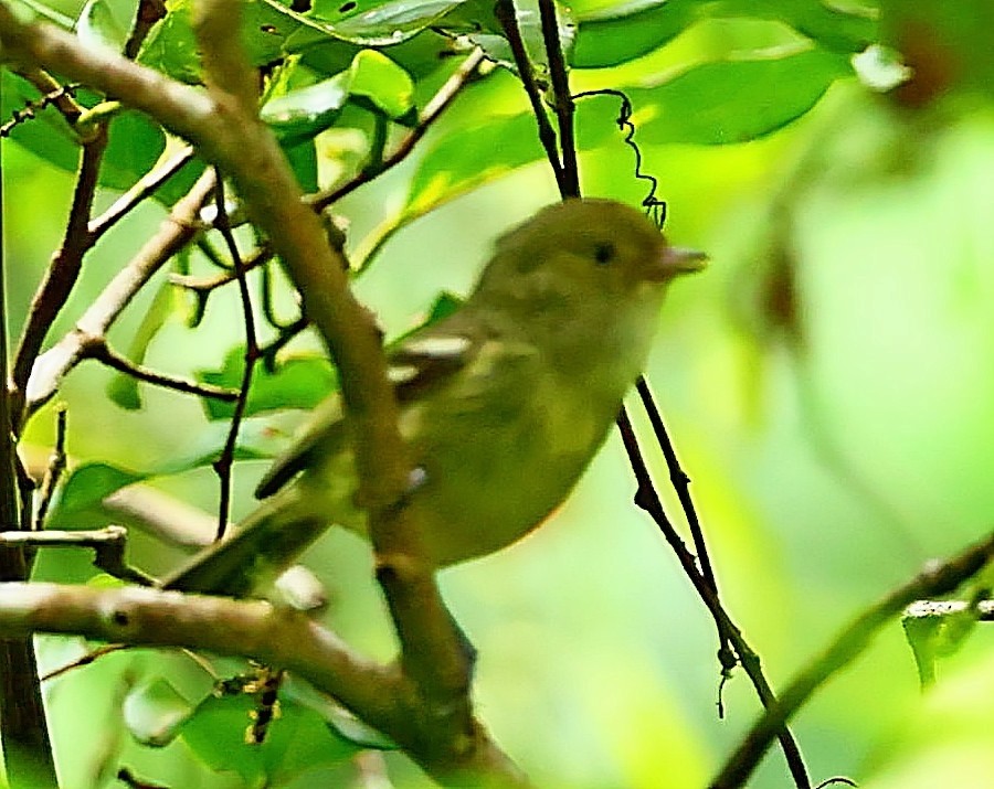 Jamaican Vireo - ML567722191