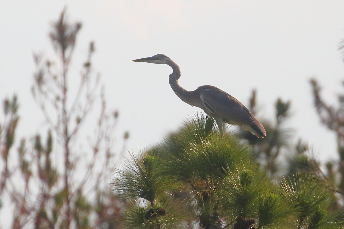 Great Blue Heron - ML567722231