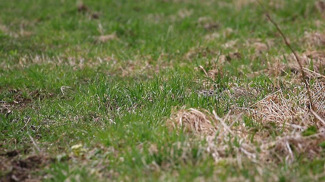 Latham's Snipe - ML567724661