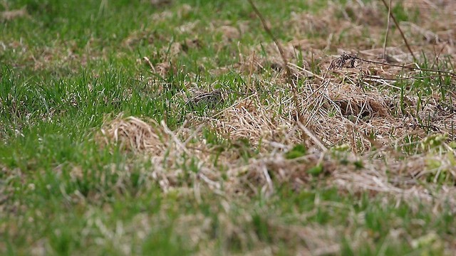 Latham's Snipe - ML567724681