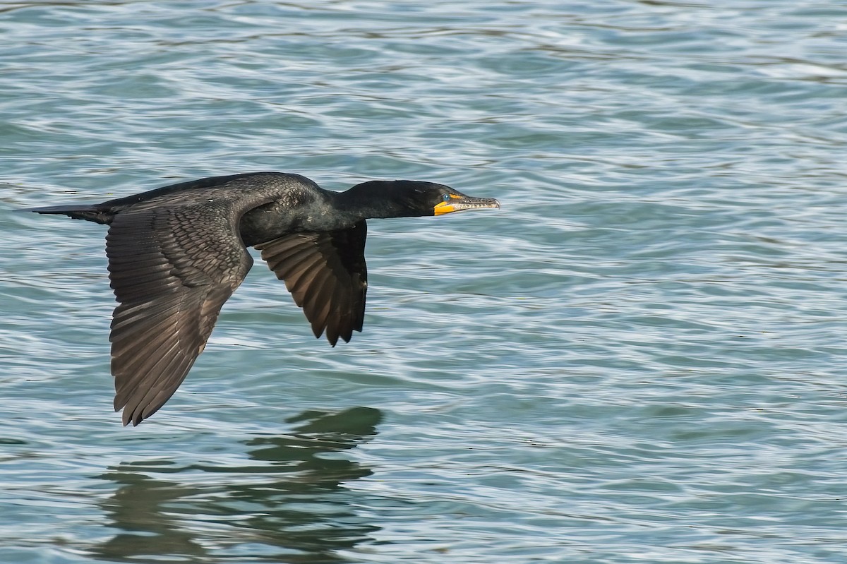 Double-crested Cormorant - Calvin S