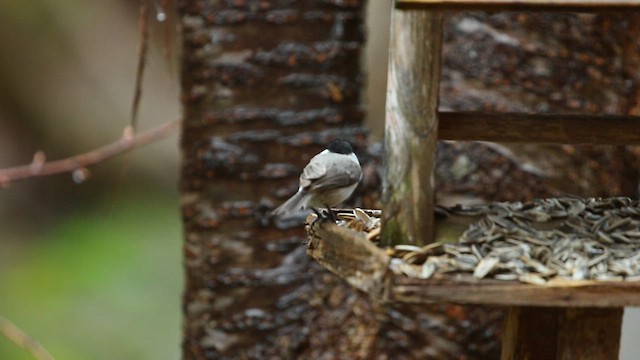 ハシブトガラ - ML567727361